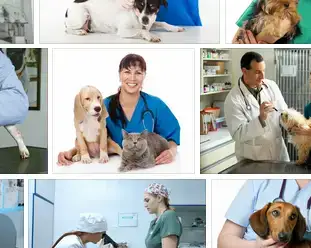 Tierarzt Sonntag