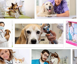 24h Tierarzt Notfalldienst